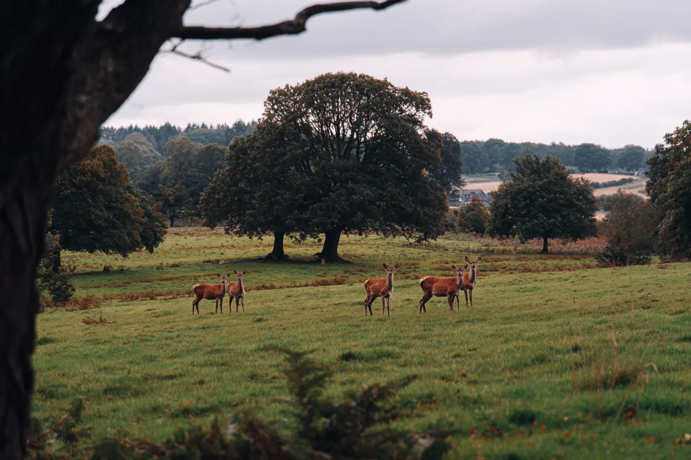 Deer Populations in the UK: A Call for Balance
