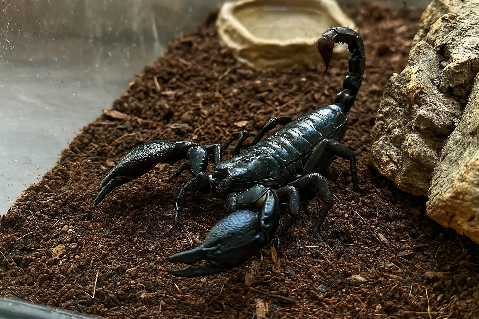 Thinking of Getting an Asian Forest Scorpion? Here’s Everything You Need to Know