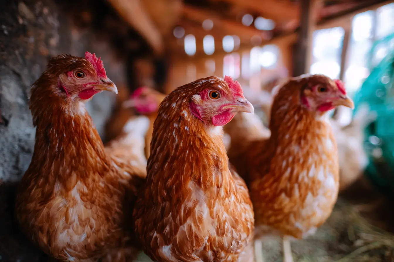 Managing Your Poultry Flock During an Avian Flu Lockdown