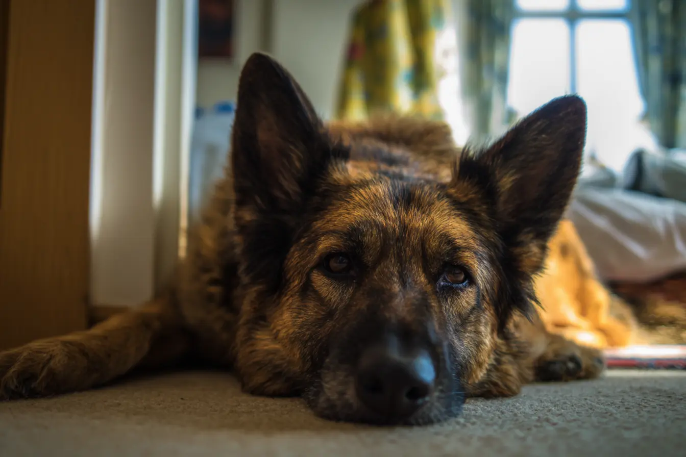 Uterine Inertia in Dogs: Recognising a Common Cause of Difficult Labour