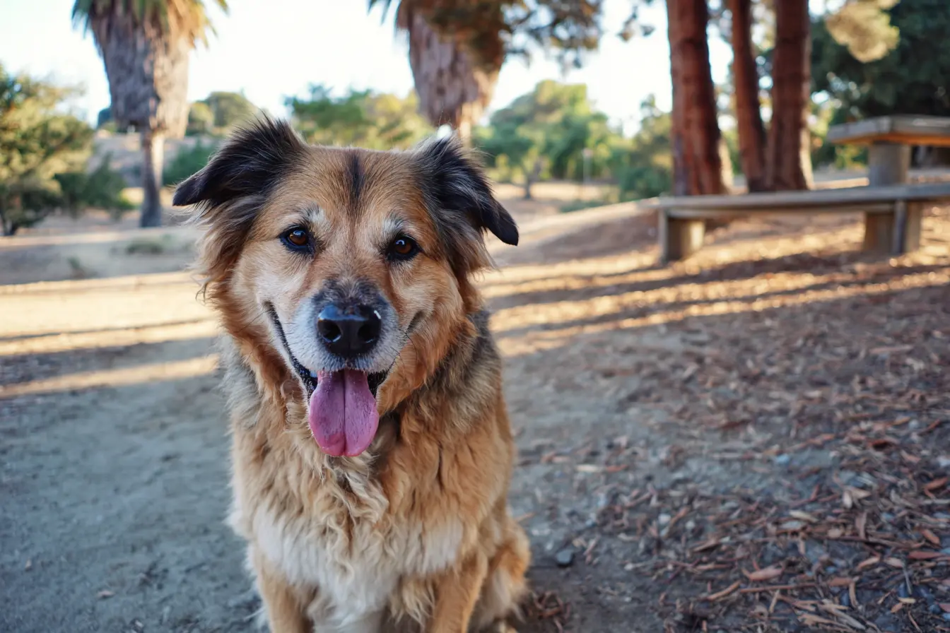 Diabetes in Dogs: Signs, Causes and How to Manage It