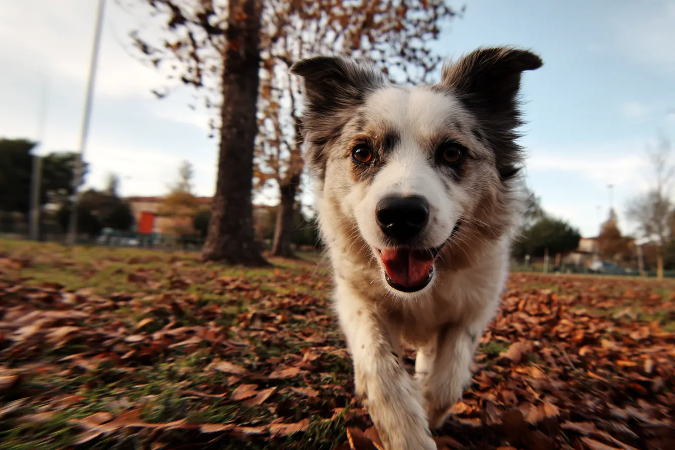 How Much Exercise Does Your Dog Need?
