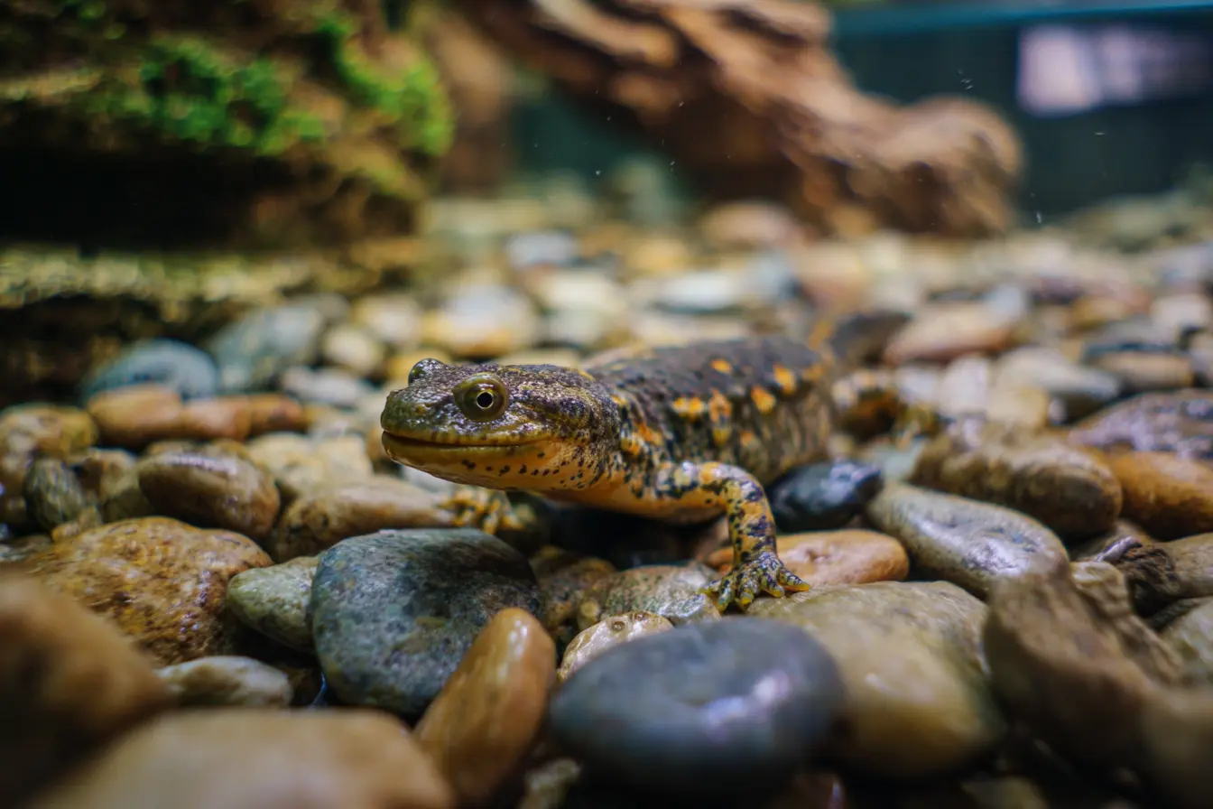 Keeping the Crocodile Newt: A Comprehensive Guide