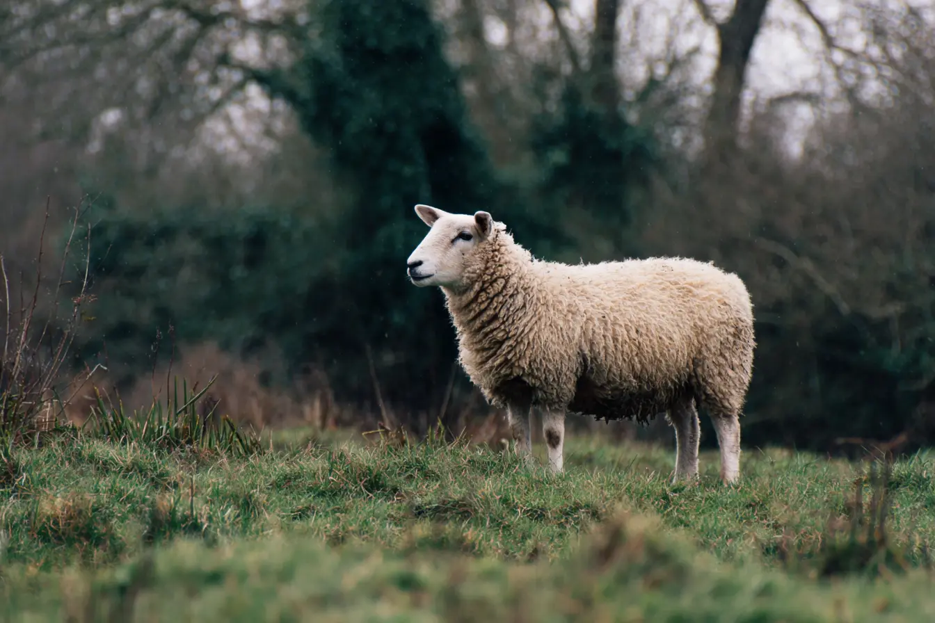 A Complete Guide to Tail Docking in Sheep