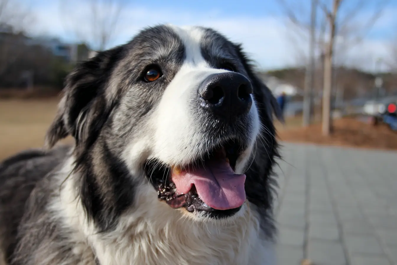 Peritonitis in Dogs: Causes, Symptoms, Treatment, and Prevention