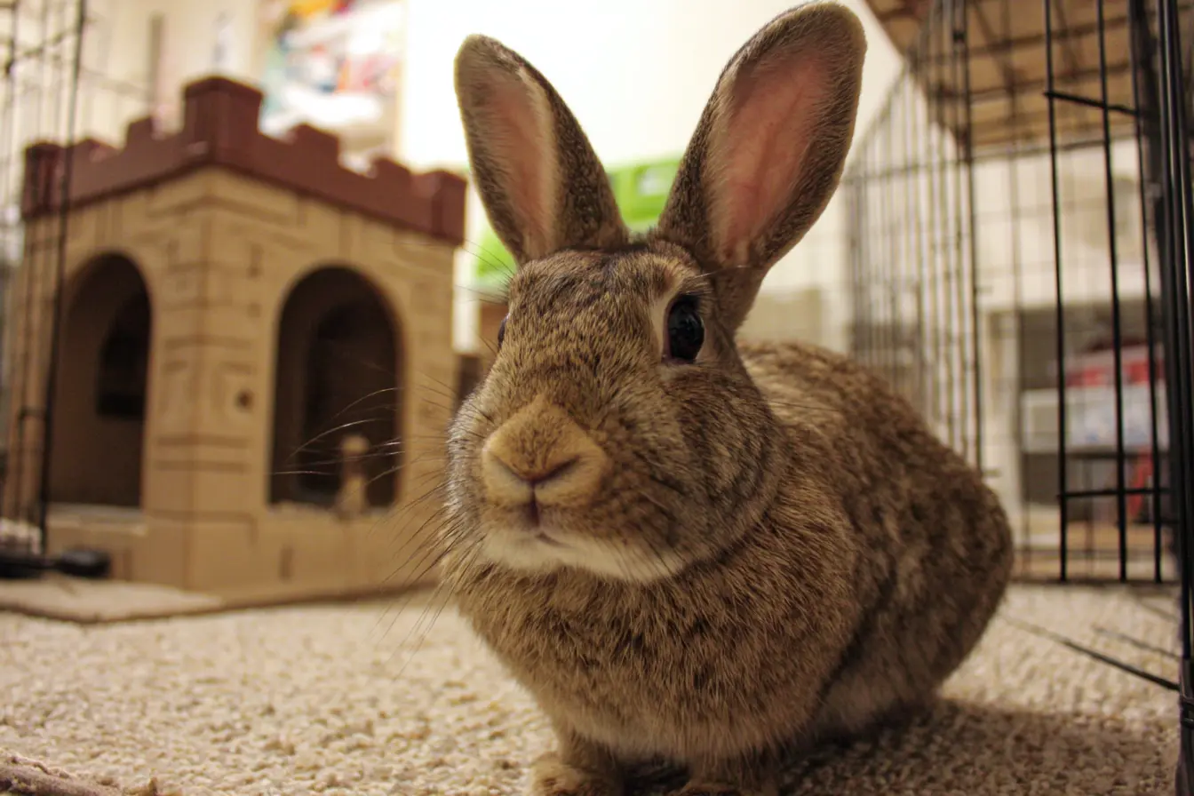 Choosing the Right Cage for Pet Rabbits