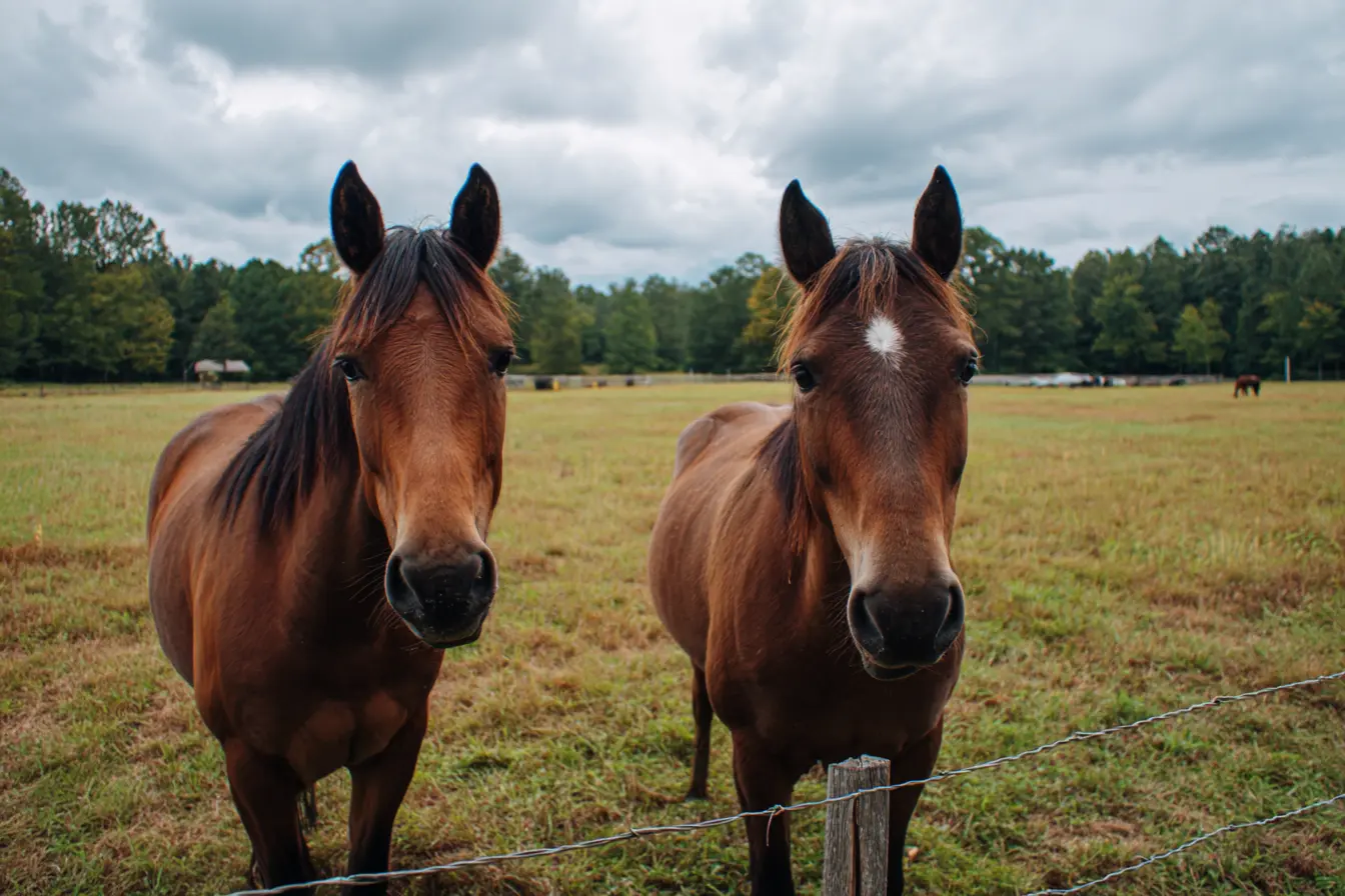 A Complete Guide to Breeding Horses