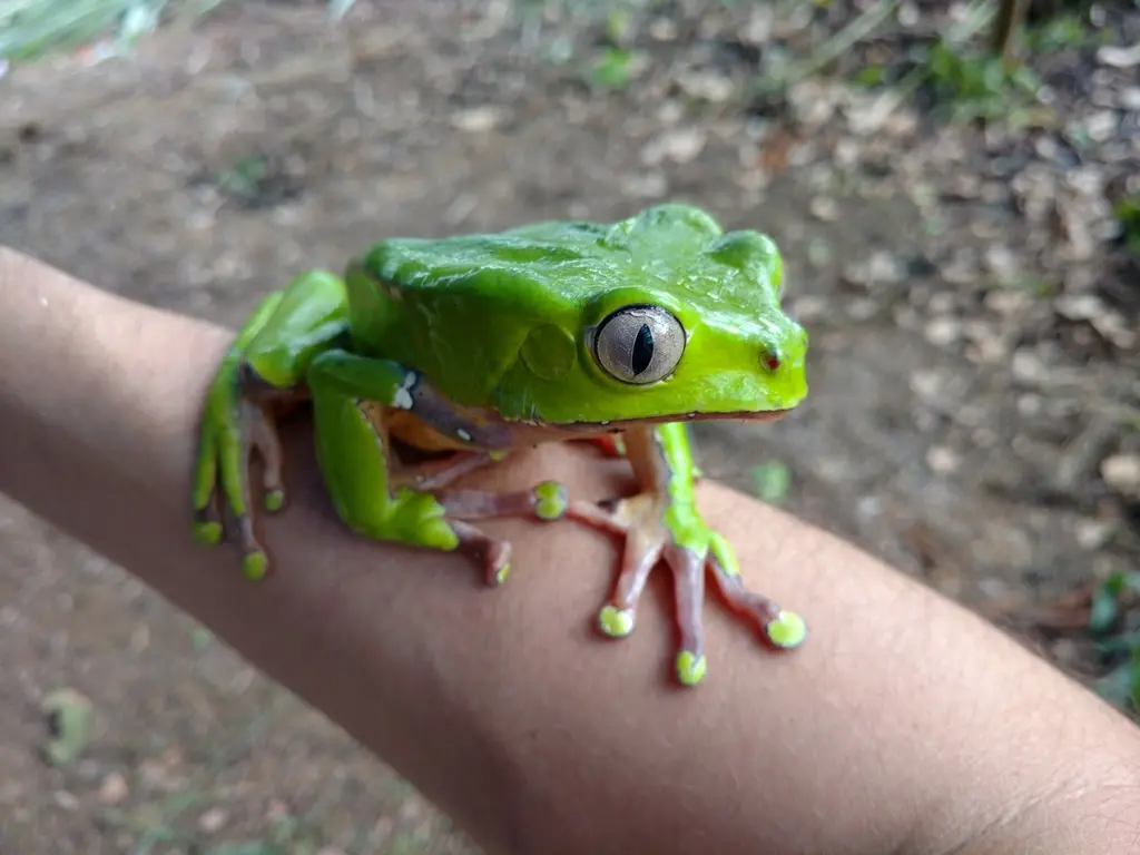 Keeping the Waxy Monkey Tree Frog: A Comprehensive Guide Keeping the Waxy Monkey Tree Frog: A Comprehensive Guide