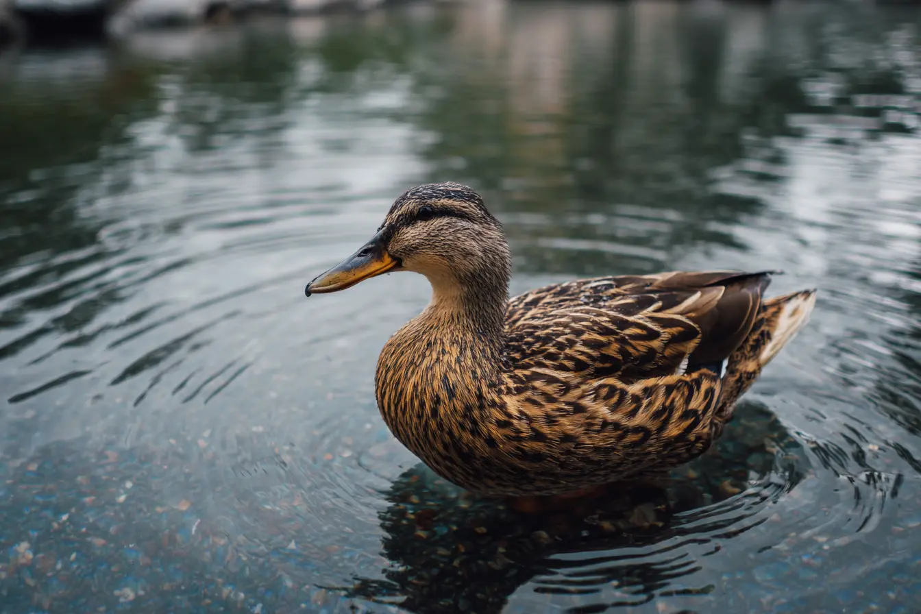 Colibacillosis in Ducks: What You Need to Know
