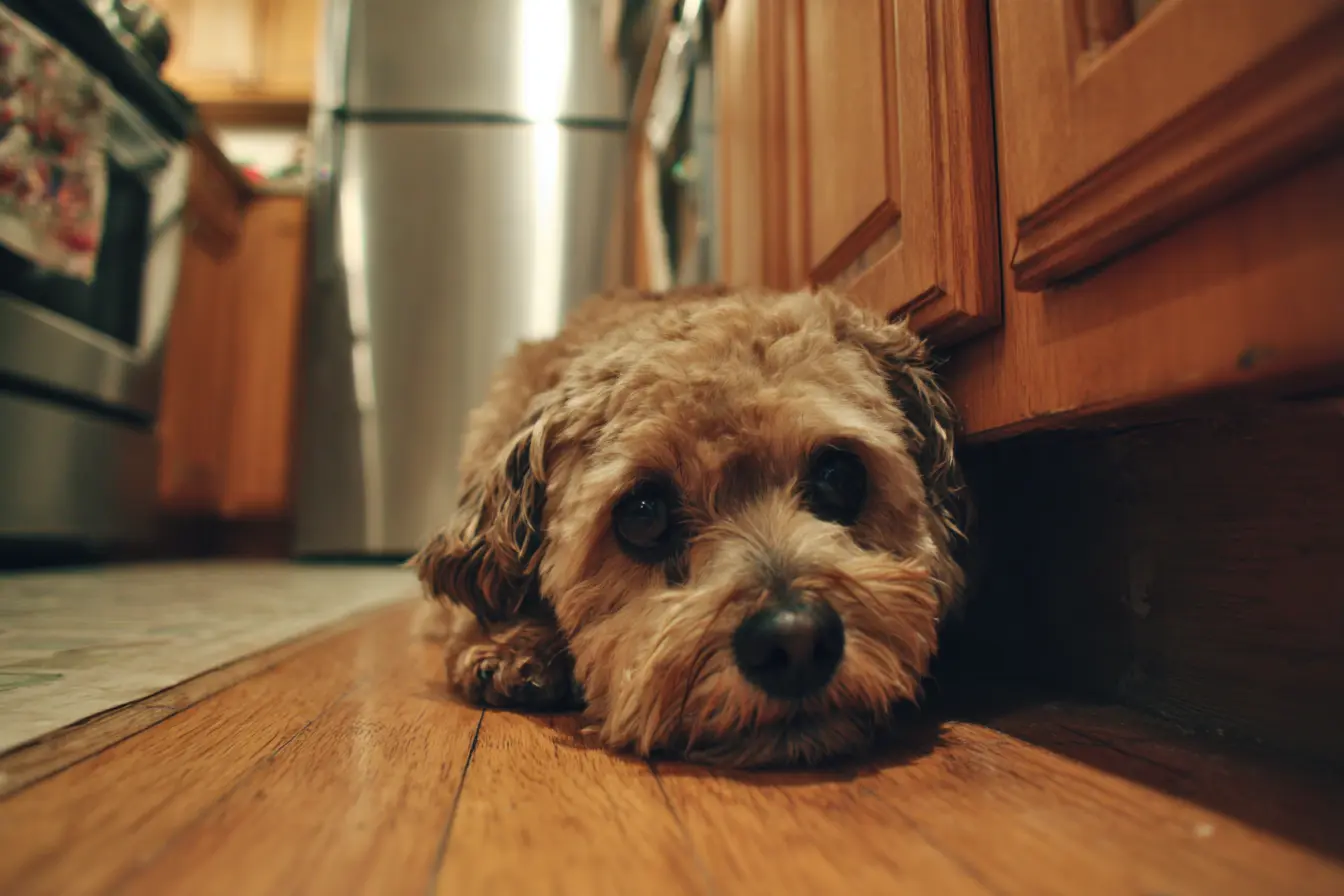 Chocolate Poisoning in Dogs: Signs, Risks and What to Do