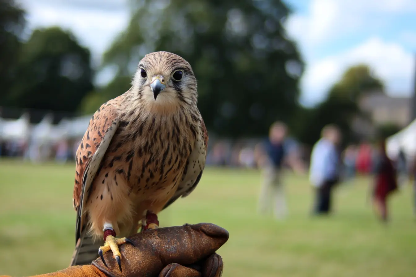 A Beginner’s Guide to Falconry Clubs