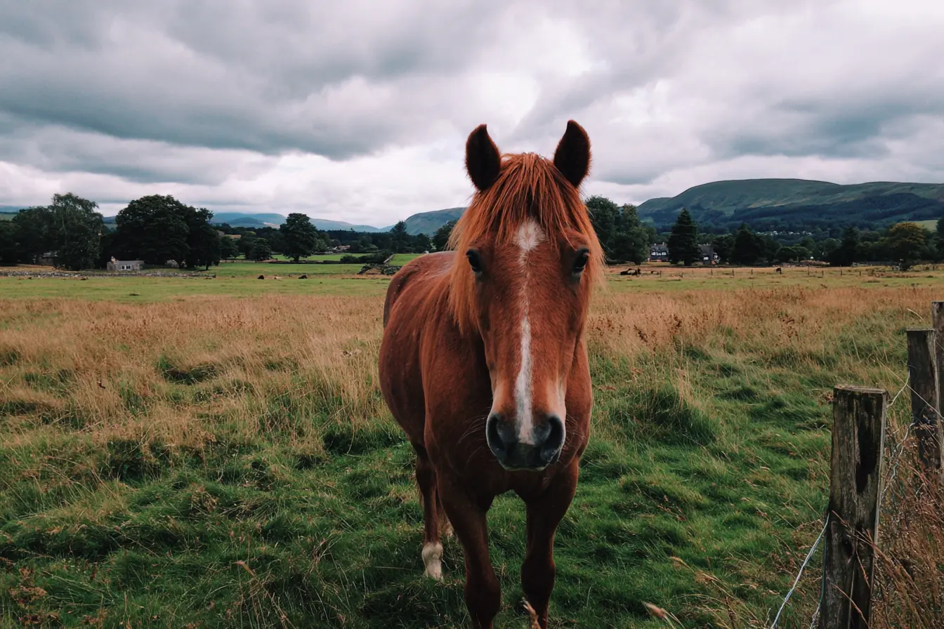 The Ultimate Guide to Deworming Horses The Ultimate Guide to Deworming Horses