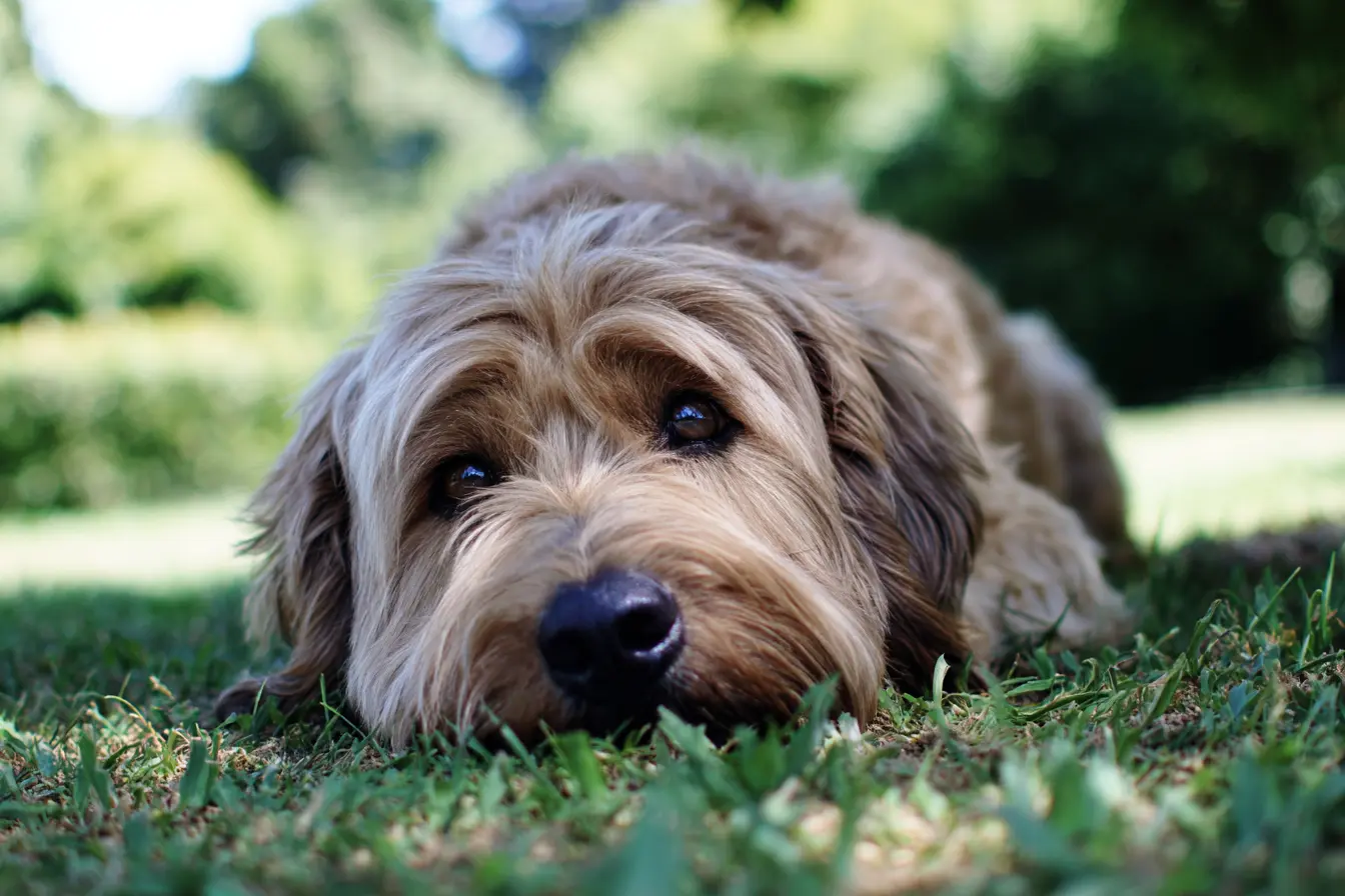 Why Do Dogs Eat Their Poo?