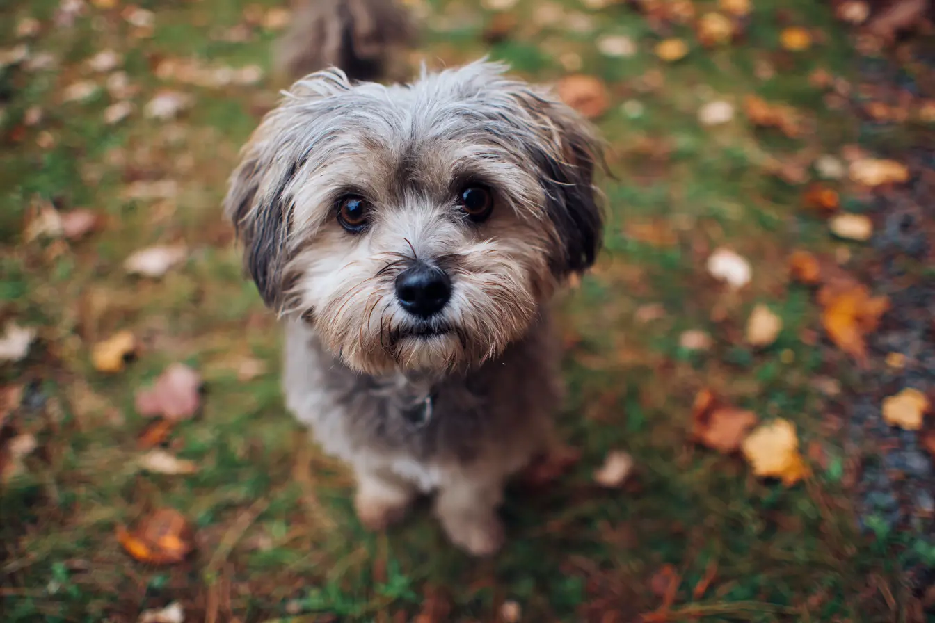 Why Is My Dog’s Poo Like Jelly?