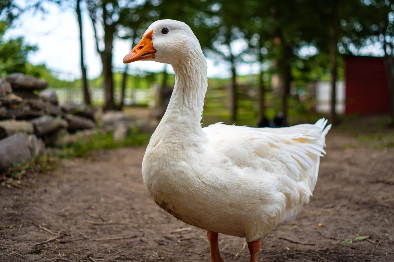 What Food Can Geese Eat?