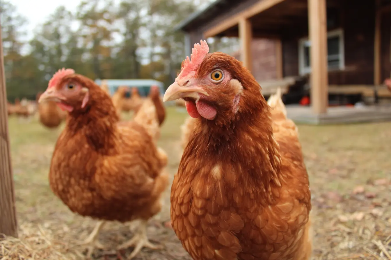 A Complete Guide to Keeping Lohmann Brown Chickens