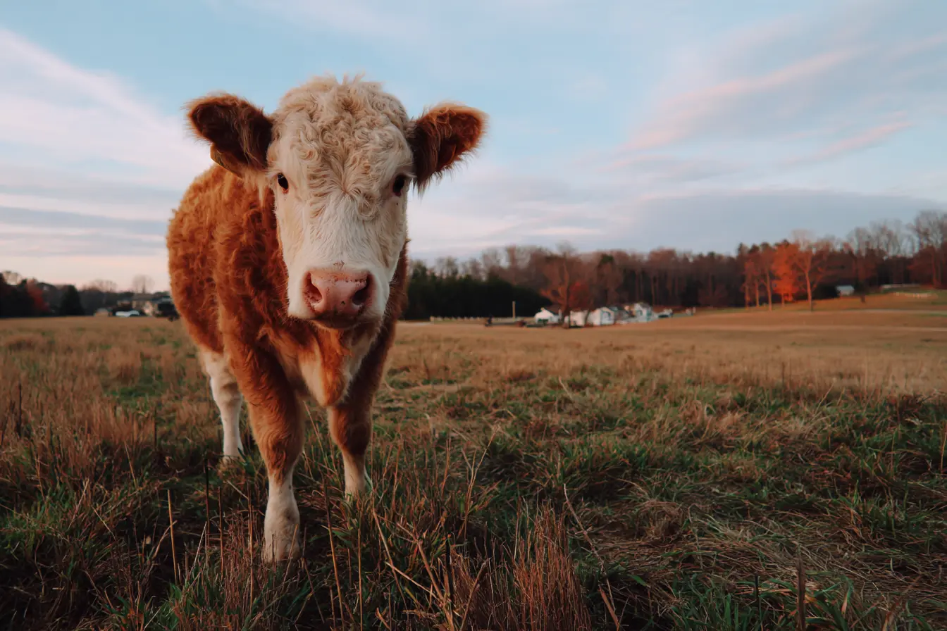 A Complete Guide to Disbudding in Cattle