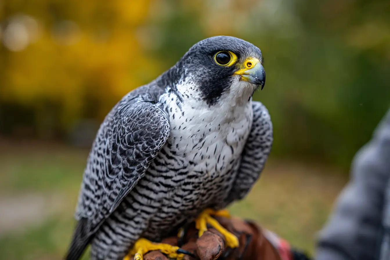 The Complete Guide to Lure Training in Falconry