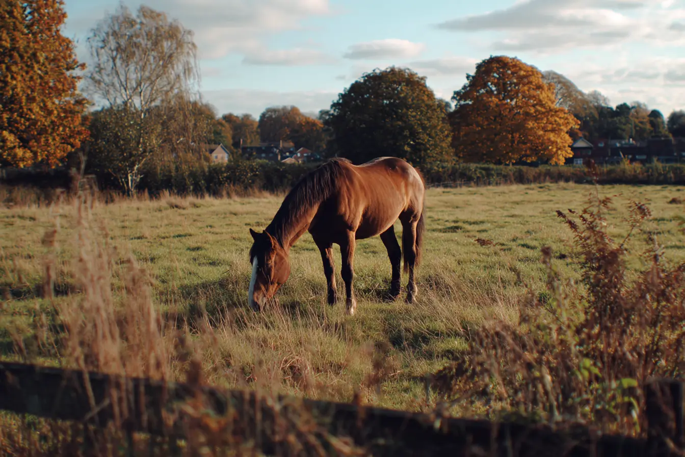 Flystrike in Horses: Everything You Need to Know