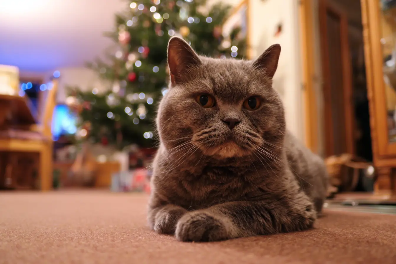 American Shorthair vs British Shorthair: choosing between two classic companions