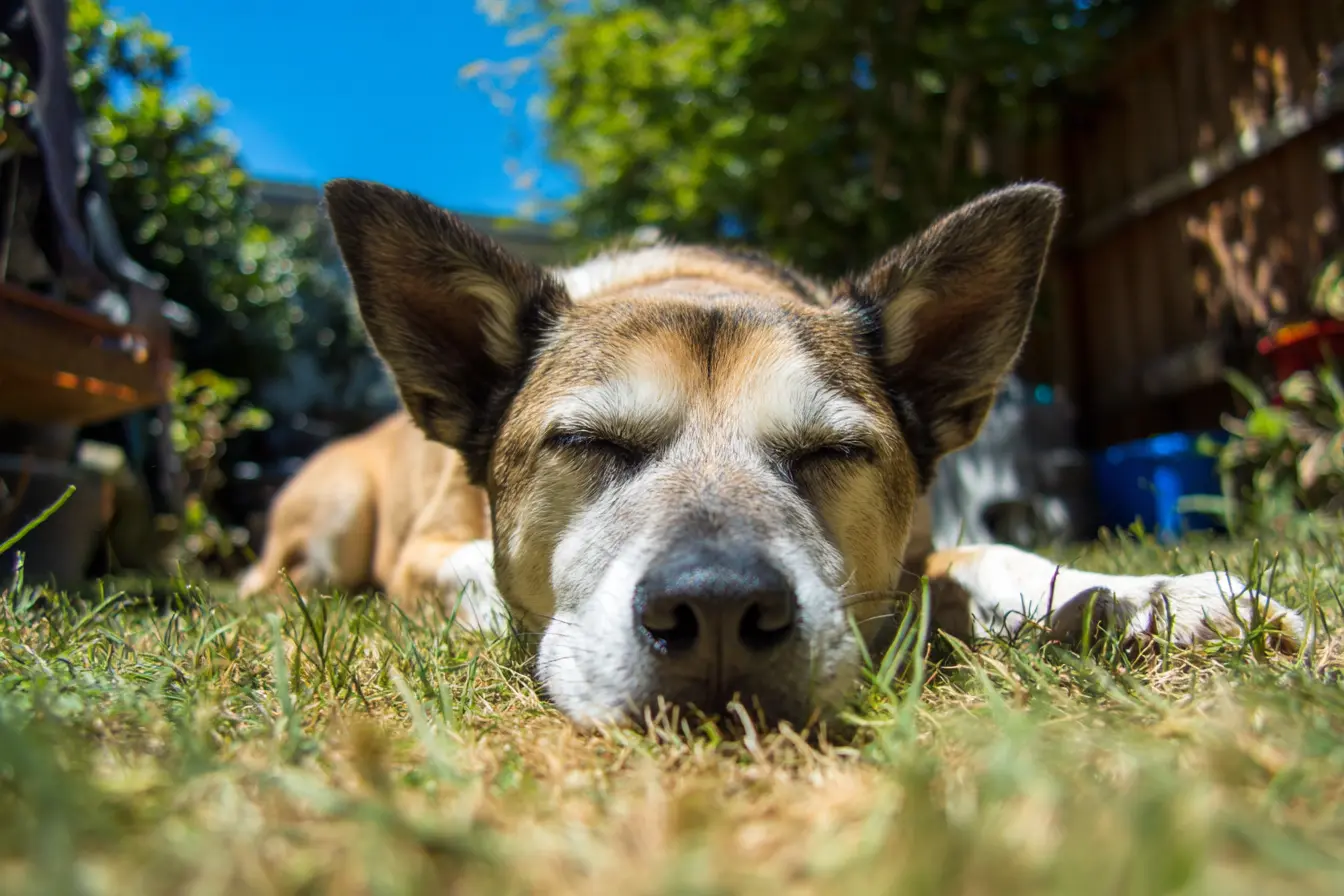 How Hot Is Too Hot? The Danger of Hot Cars for Dogs