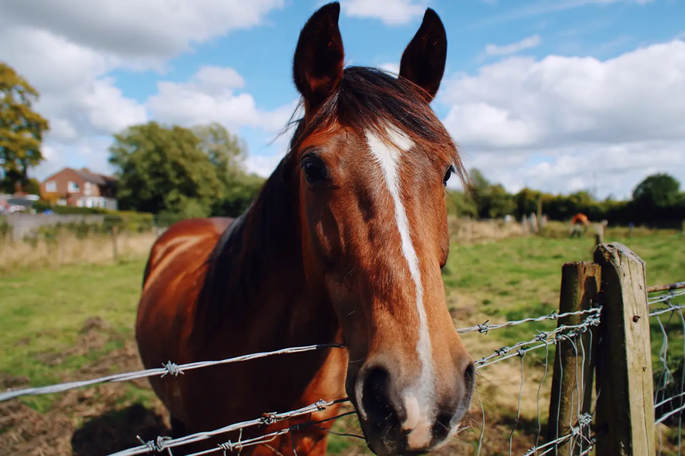 Equine Herpesvirus-1 (EHV-1) in Horses: Symptoms, Transmission, Treatment, and Prevention