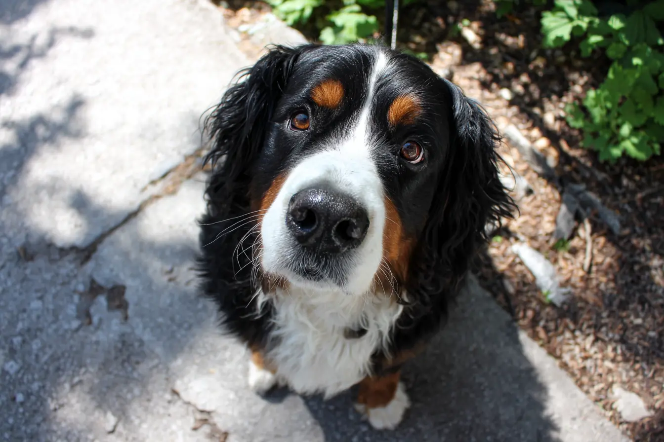 Why Is My Dog’s Poo Crumbly?