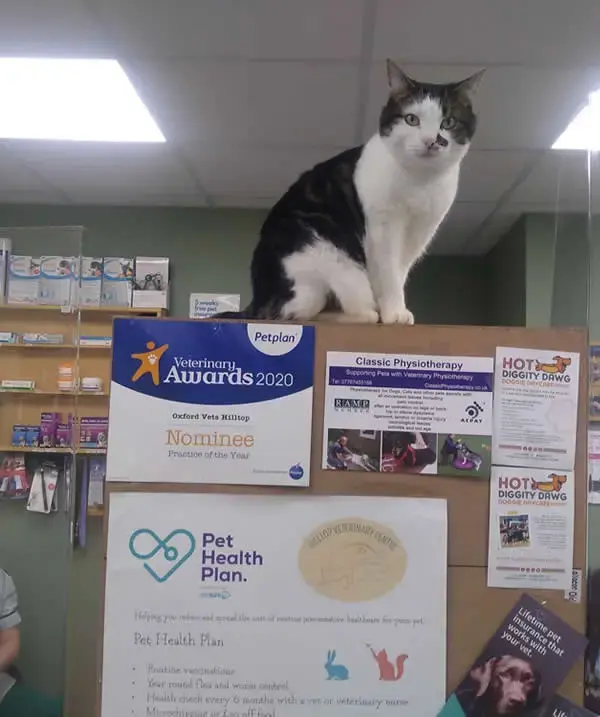 cat on counter