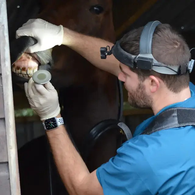 The Equine Dental Surgery practice photo 2