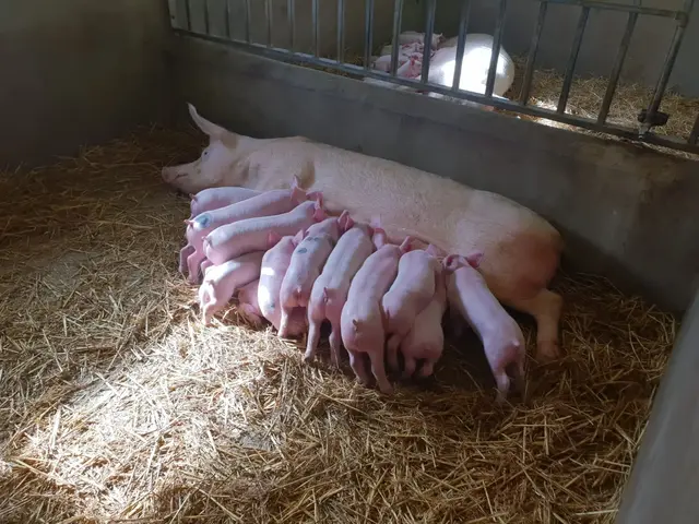 Farmvet practice photo