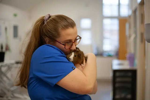A woman wearing glasses and blue scrubs hugging a guinea pig in a veterinary clinic.