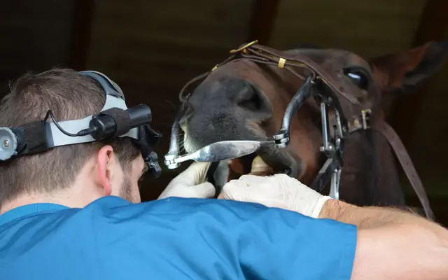 The Equine Dental Surgery practice photo