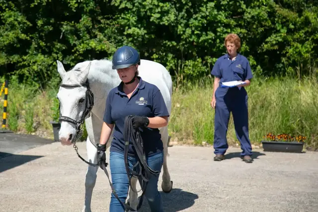Alnorthumbria Vets - Morpeth Equine practice photo
