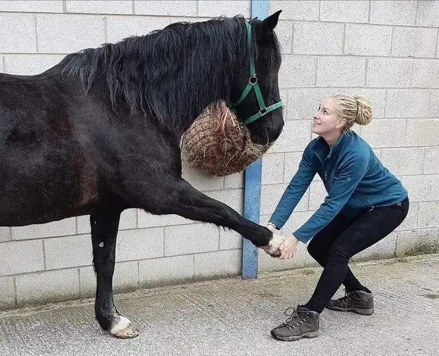 Fenton Equine Veterinary Clinic practice photo 3