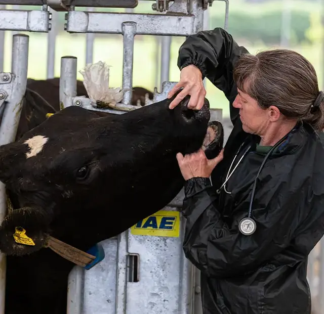 Castle Veterinary Group - Liskeard practice photo 3