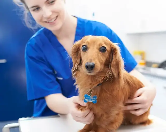 Alnorthumbria Veterinary Group - Wooler practice photo