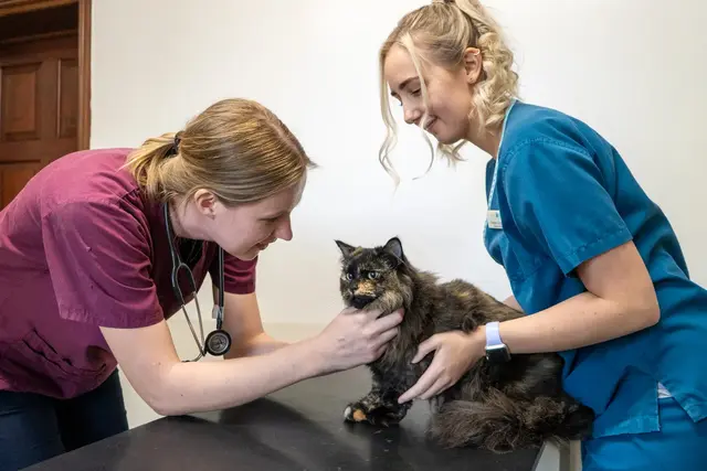 Adelaide Veterinary Centre (Web)-00903