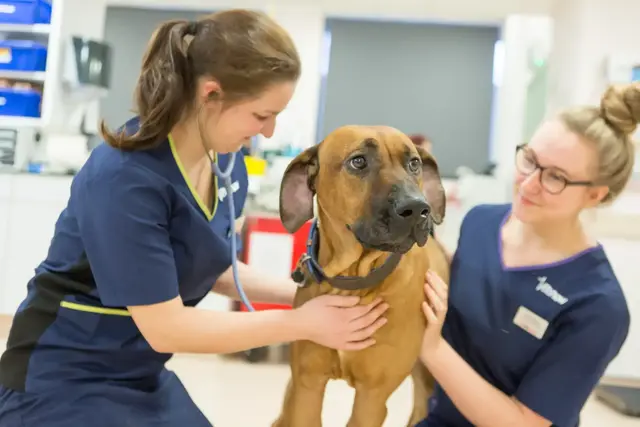 Vets Now emergency pet care clinic