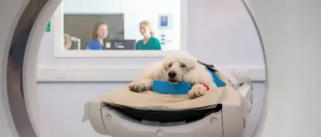University of Glasgow Small Animal Hospital practice photo 2
