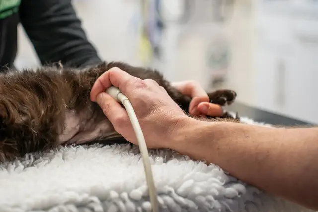 The Willows Veterinary Group - Newcastle (Web) 041