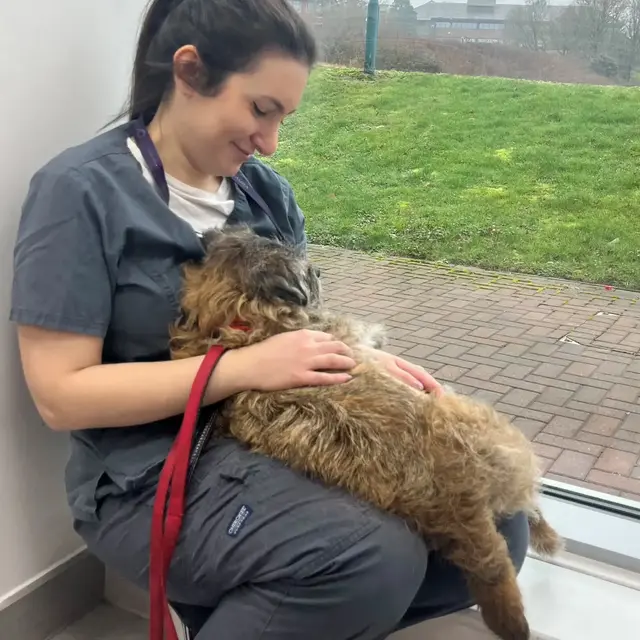 Little Elvis came in for his consultation today with our medical oncology team and immediately made himself at home! Elv…