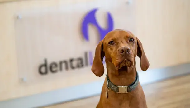 Dog in reception