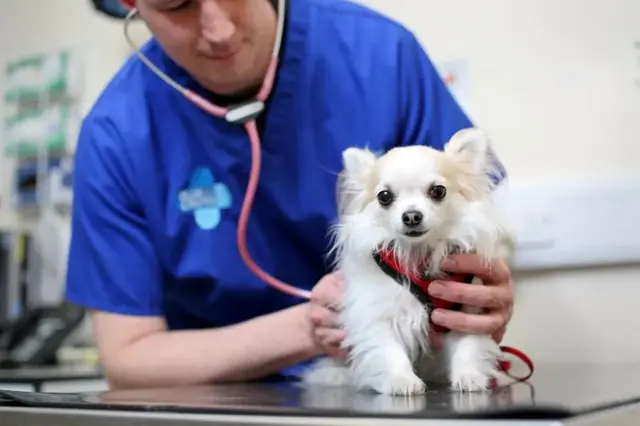 Vet examining small dog