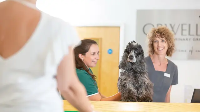 Orwell Veterinary Group - Berners Street practice photo