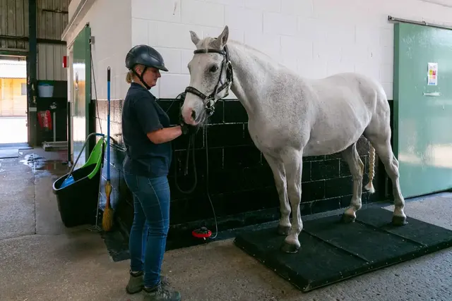 Alnorthumbria Vets - Morpeth Equine practice photo 3