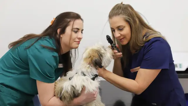 Medivet practice photo