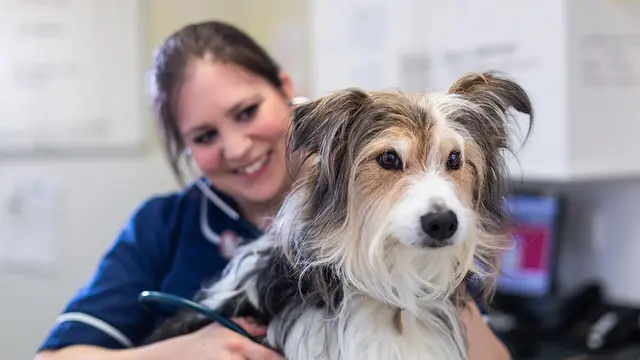 Penmellyn Veterinary Group - Newquay practice photo