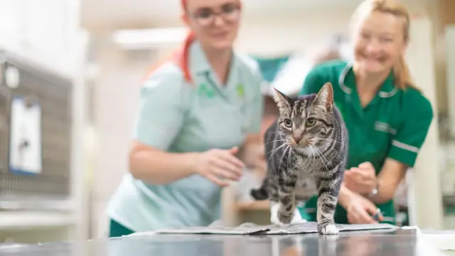 Chapelfield Vets - Norwich practice photo