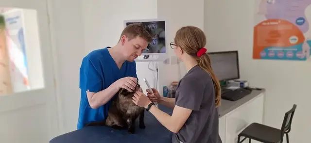 Luna the Dental Vets - Eastleigh practice photo