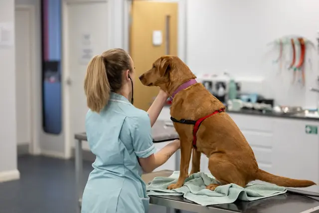 Southwater Veterinary Group practice photo